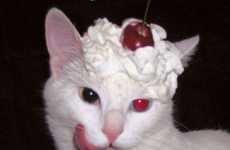Funny Feline Fixations