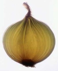 Onion-Shaped Energy Savers Image 4