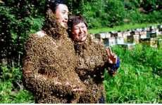 Insect Swarm Weddings