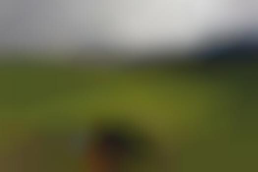 Gut Spew Photography