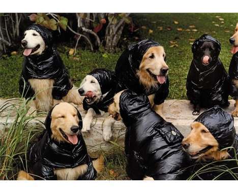 88 Canine Innovations