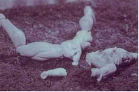 Dismembered Doll Art Image 3