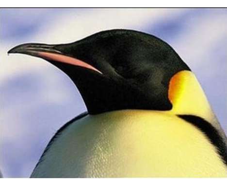 12 Penguin-novations