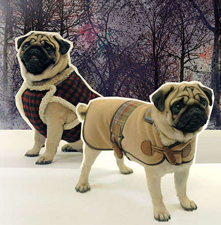 Canine Lumberjack Jackets