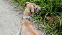 Tracker-Friendly Dog Collars Image 2