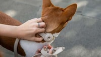 Tracker-Friendly Dog Collars Image 3