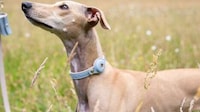 Tracker-Friendly Dog Collars Image 4