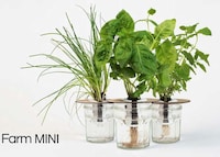Container-Based Indoor Gardens Image 1