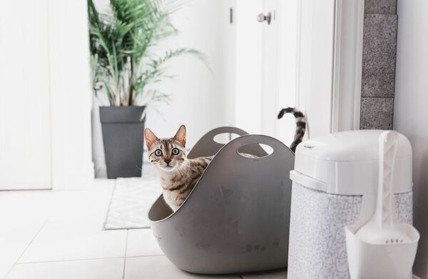 Functional Litter Accessories