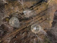 Transparent Teardrop-Shaped Tents Image 3