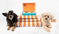 Holiday-Ready Dog Treat Boxes Image 2