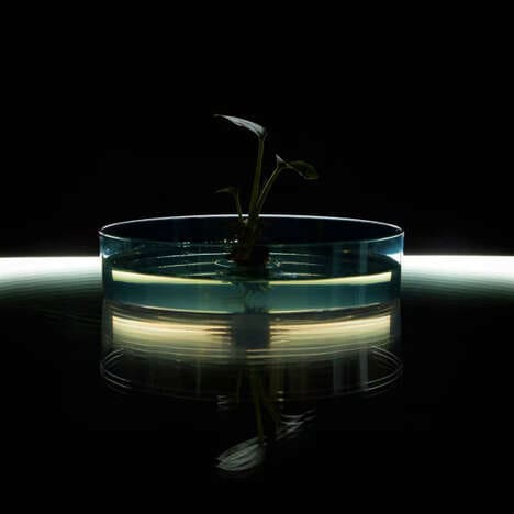 Air-Purifying Houseplants