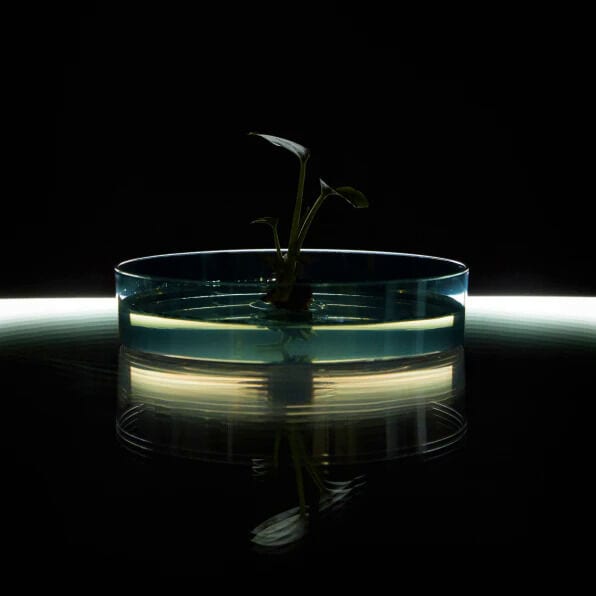 Air-Purifying Houseplants