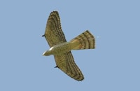 Falcon-Inspired Aerial Robots Image 1