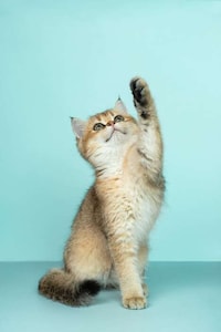 Game-Based Pet Adoption Events Image 1