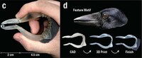 Crow Beak-Inspired Tweezers