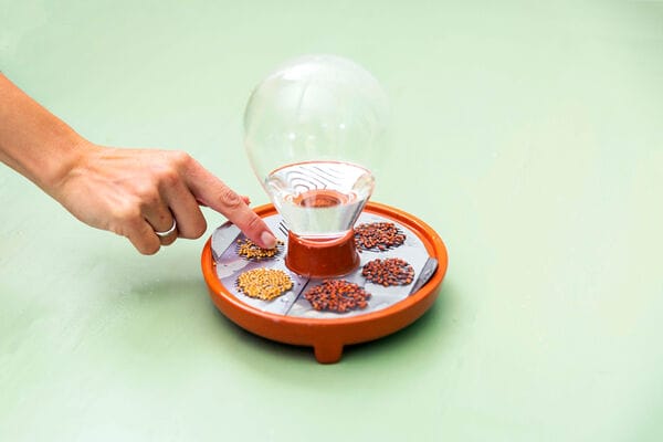 Foolproof Sprouting Kits