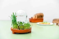 Foolproof Sprouting Kits Image 2