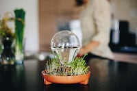 Foolproof Sprouting Kits Image 3