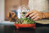 Foolproof Sprouting Kits Image 5