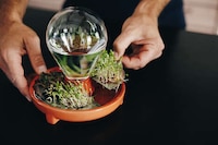 Foolproof Sprouting Kits Image 6