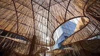 Mangrove Forest-Inspired Installations Image 4