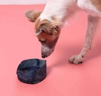 Edible Dog Food Bowls Image 1