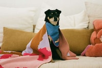 Colorful Textile Pet Accessories