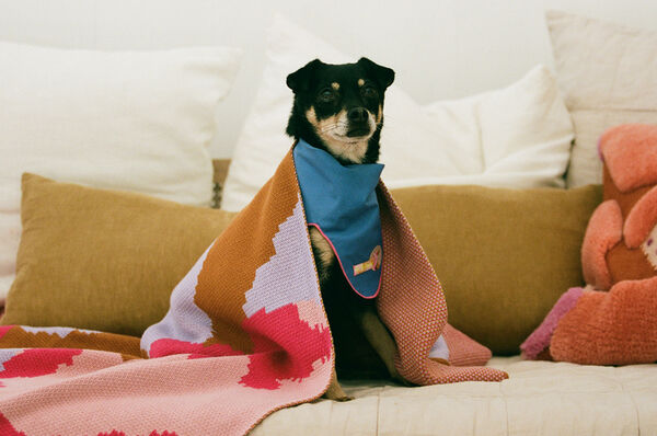Colorful Textile Pet Accessories