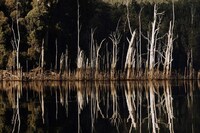 Lake-Sourced Minimal Wooden Tables