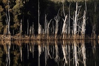 Aquatic Lake Wood Tables Image 2
