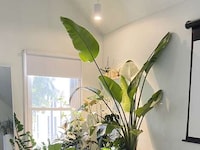 Plant-Supporting Pendant Lights