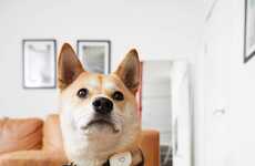 Wearable Smart Pet Devices