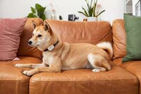 Wearable Smart Pet Devices Image 3