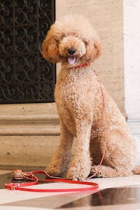 Cross-Body Dog Leashes Image 2