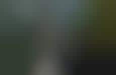 Secluded Tree-Mimicking Cabins