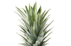 Certified Carbon-Neutral Pineapples