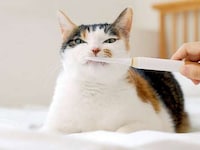 Purring Pet Care Devices