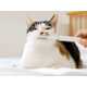 Purring Pet Care Devices Image 1