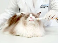 Purring Pet Care Devices Image 2