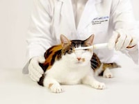 Purring Pet Care Devices Image 4