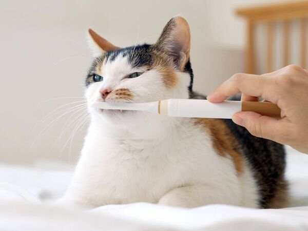 Conscious clearance pets toothbrush