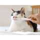 Purring Pet Care Devices Image 5