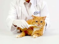 Purring Pet Care Devices Image 6