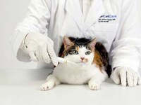 Purring Pet Care Devices Image 7