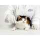Purring Pet Care Devices Image 7