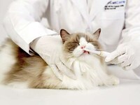 Purring Pet Care Devices Image 8