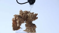 Mycelium-Growing 3D-Printed Scaffolds Image 5