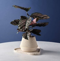 Coffee Grounds-Made Home Accessories