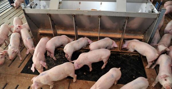 Pig-Weighing Pen Cameras